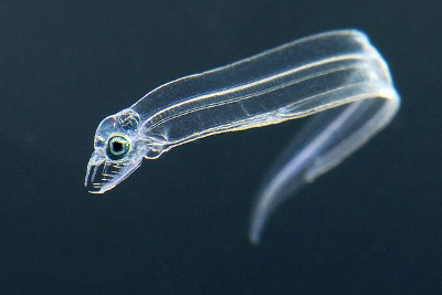 Larval Stage of Eels from cflas.org